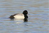 Lesser Scaup